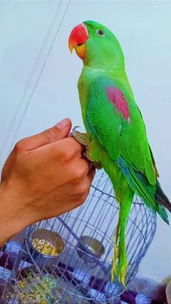 parrot