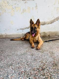 german female 6 to 7 month age