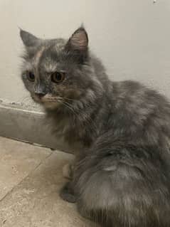 female siberian-persian cat