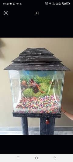 fish Aquarium 0