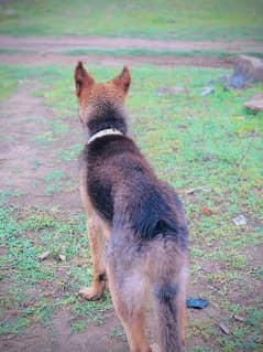 gsd male age 8 month double coat h