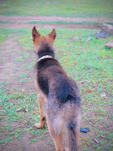 gsd male age 8 month double coat h 0