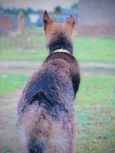 gsd male age 8 month double coat h 1