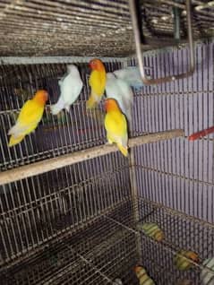 ready to breed Split red eye  lovebirds