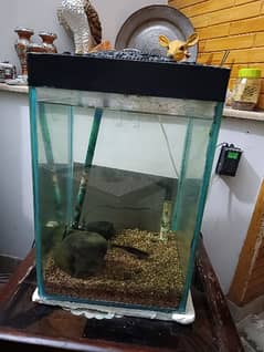 Aquarium For Sale | With Pair Shark Fish
