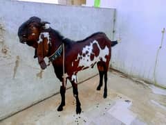 pure beetal laal dabba breeder for sale