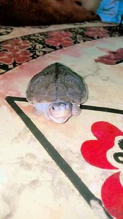 Cute baby turtle Whatsapp 03302918505