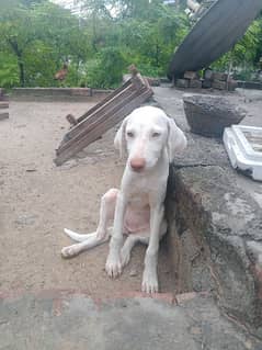 white dasi pointer female