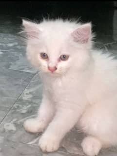 I want to sale my male cat