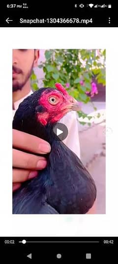 aseel hen for sale