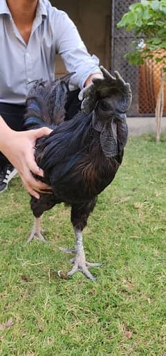 Ayam Cemani Healthy Breeders(1Male 4female}