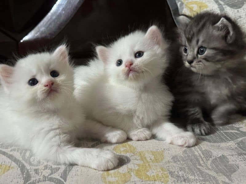 Persian kittens 4