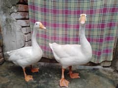 ducks pair