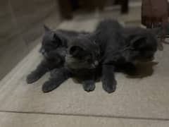 british-shorthair cat