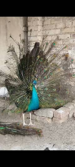 Peacocks complete setup