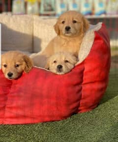 Golden retriever pedigree imported parents puppies available for sale