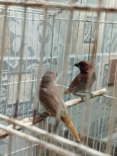 Finches