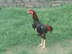 We have shamo chicks colour red black