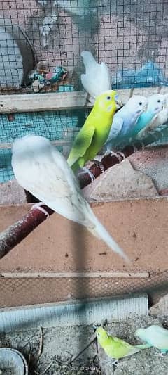 parrots pairs available for sale breeding home breed