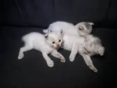 persian kitten available cat baby