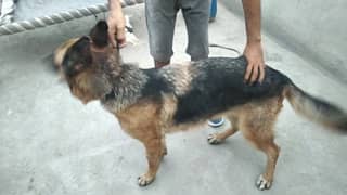 Pink perdigree germanshepherd