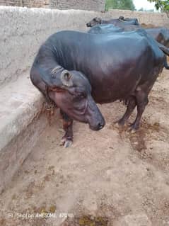 2 Buffalo 9 Month 25 din ke gubban for Sale