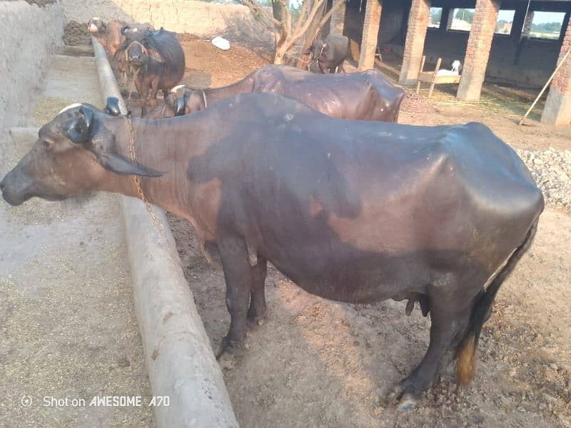 2 Buffalo 9 Month 25 din ke gubban for Sale 5