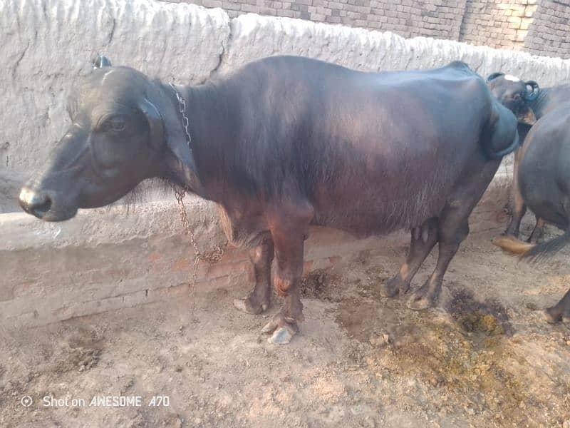 2 Buffalo 9 Month 25 din ke gubban for Sale 6