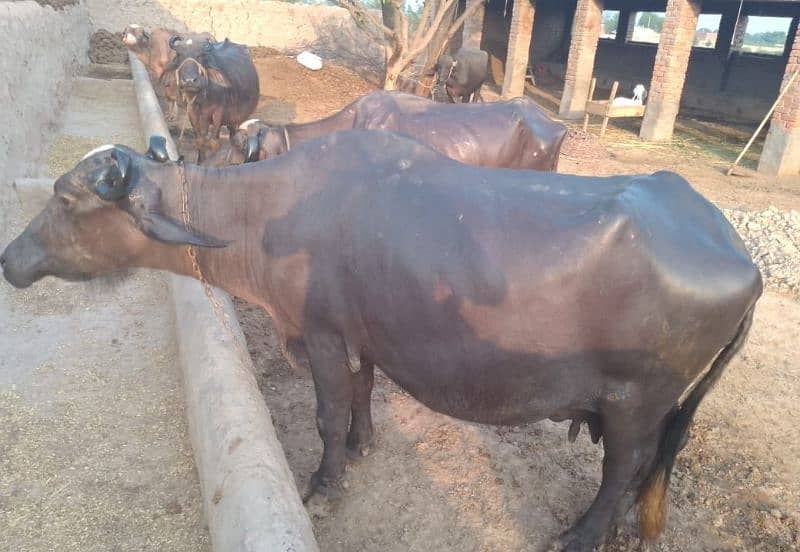 2 Buffalo 9 Month 25 din ke gubban for Sale 7