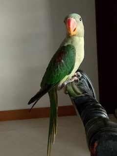 Raw Alexander Mal Parrot For Sale.