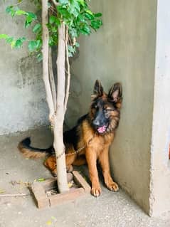 German Shephard pair