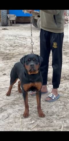 beautiful rottweiler female for sale