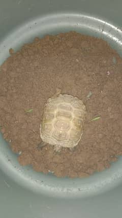 russian tortoise(price negotiable)