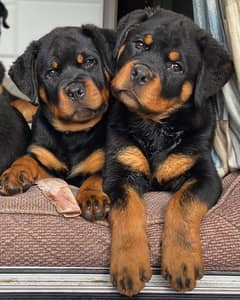 rottweiler puppies available pedigree