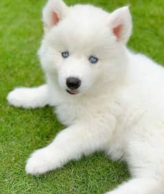 Siberian Husky puppy and adult available