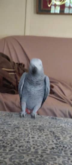 African Gray Parrot start talking very playful healthy hand tainth