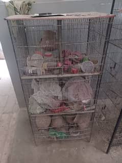 Cage and matkiyan for sale