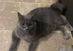 Grey Persian Female cat with 2 babies