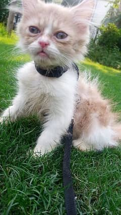 MashAllah Persian punch face kitten for sale 15k
