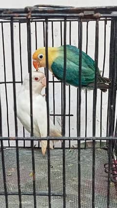 love bird parrot
