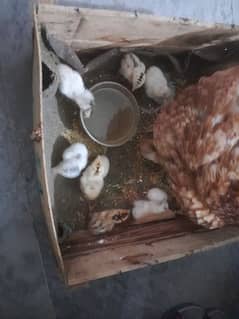 Aseel Hen with chicks