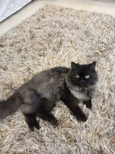 persian black cat