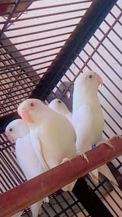 albino red eye and black Latino fishri 03067282986 WhatsApp msg