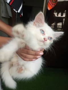 persion white male kitten with blue eyes