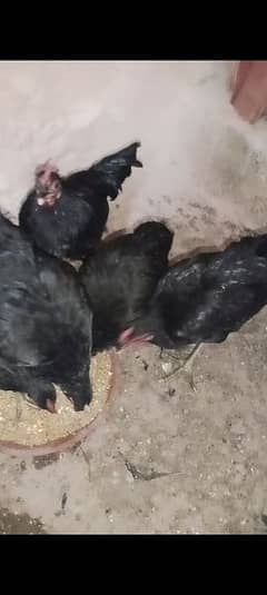 5 Australorp age 4 months