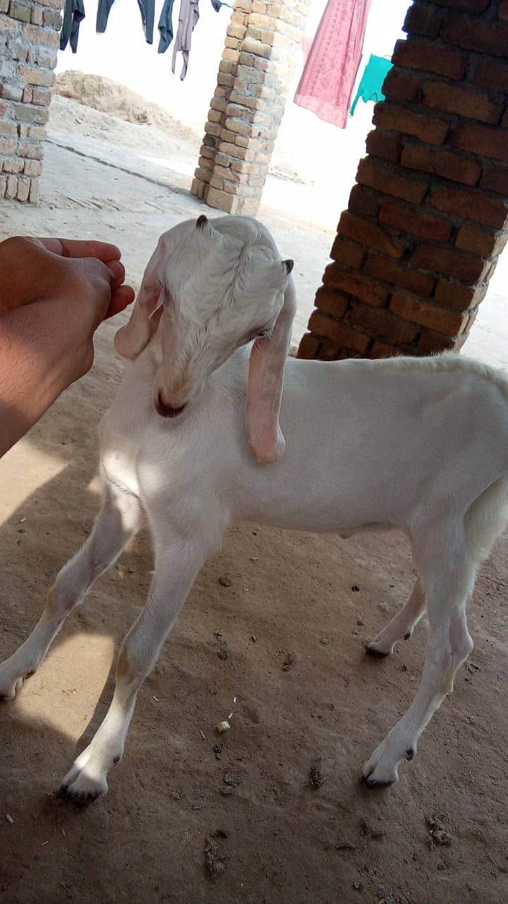 kajla | mundra | bakra | dumba |kajla chatra bacha and rajanpuri bakra 8