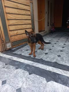 german shepherd pedigree long coat male