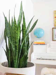 Snake Plant