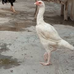 Aseel Madi for sale paper white pure Aseel breed