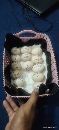 quality heera eggs available